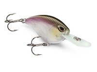 Arashi rattling flat